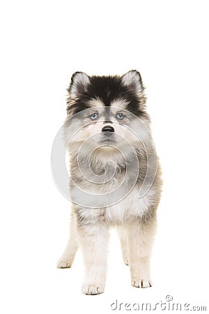 Cute standing pomsky puppy with blue eyes looking at the camera Stock Photo
