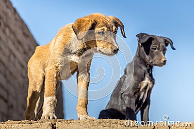 Cute stray dog puppy on a wall in the Edfu temple, Egypt Stock Photo