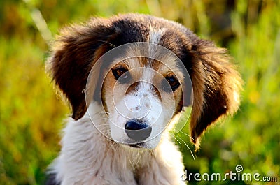 Cute stray dog Stock Photo