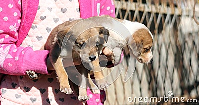 Cute stray puppies Stock Photo