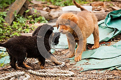 Cute stray puppies playing Stock Photo