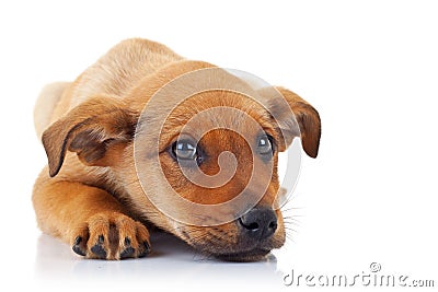 Cute stray puppy dog Stock Photo