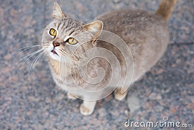 a street cat sits on the ground. Homeless abandoned stray cat sitting on the street. Stock Photo