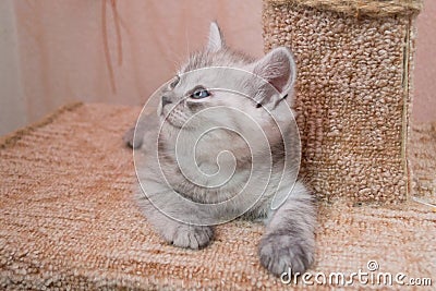 Beautiful British gray white kitten lying on cat house and looking up Stock Photo