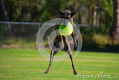 Striped Treeing Tennessee Brindle dog flying through the air after catching a frisbee playing fetch Stock Photo