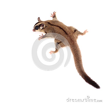 Cute sugar glider - Petaurus breviceps Stock Photo