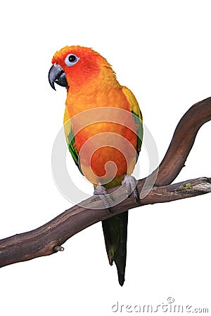 Cute Sun Conure Parrot Sitting on a Wooden Perch Stock Photo