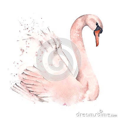 Cute swan, watercolor illustration on a white background. Design postcards and posters. Cartoon Illustration