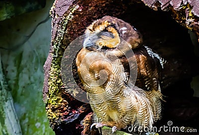 Cute Sweet Owl enjoying the sun Stock Photo