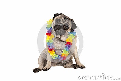 Cute sweet pug puppy dog sitting down wearing hawaiian flower garland Stock Photo