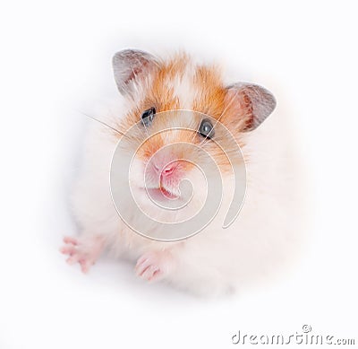 Cute syrian hamster close-up Stock Photo