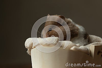 Cute syrian hamster laying in his bed and resting Stock Photo
