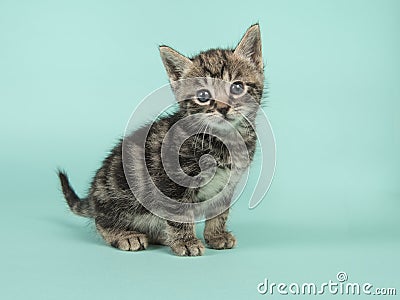 Cute tabby baby cat looking at the camera on a tur Stock Photo