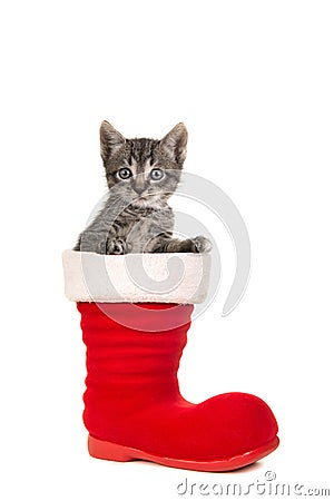 Cute tabby baby cat sitting in santa`s boot Stock Photo