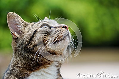 Cute tabby british shorthair cat outdoors looking up closeup of face Stock Photo