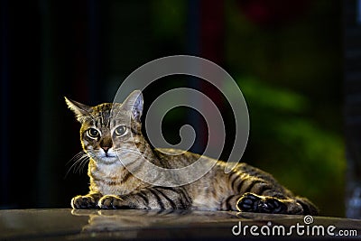 Cute tabby cat Stock Photo