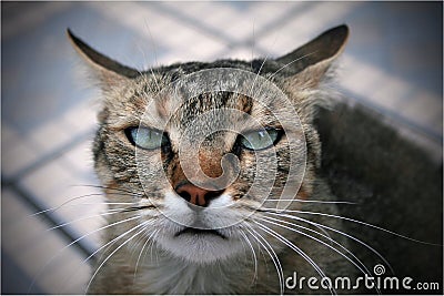 Cute tabby cat Stock Photo