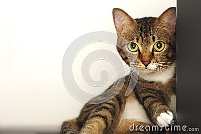 Cute tabby cat Stock Photo