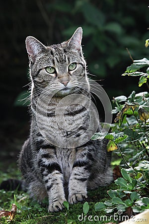 Cute tabby cat in garden Stock Photo