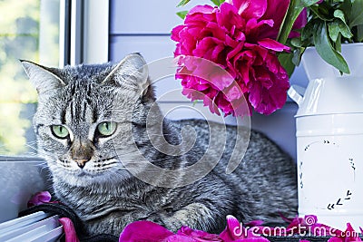 Cute tabby cat with green eyes with a bouquet of peonies. Cozy morning at home. Aggravation on flowering, on animal hair. Stock Photo