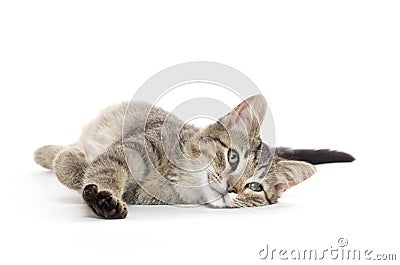 Cute tabby cat Stock Photo