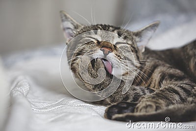 Cute tabby cat licks fur Stock Photo