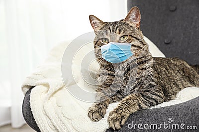 Cute tabby cat in medical mask. Virus protection for animal Stock Photo