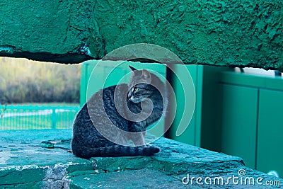 Cute tabby cat outdoors. Stray cat sitting outdoor. Animals, pets, concept. Stock Photo