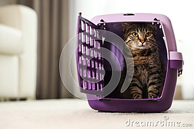 Cute tabby cat in pet carrier Stock Photo