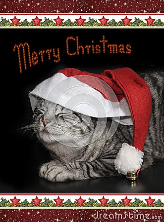 Cute tabby cat with saint nicholas cap, christmassy border, card Stock Photo