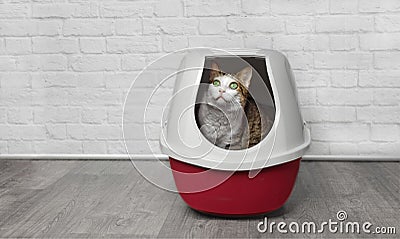 Cute tabby cat sit in a red litter box and look up Stock Photo