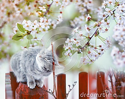 Cute tabby cat sits on a fence in a flowering garden under a branch of fragrant cherry Stock Photo