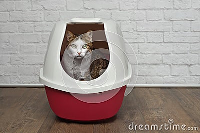 Cute tabby cat sitting in a red litter box and looking to the camera. Stock Photo