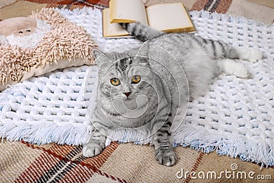 Cute tabby cat is sleeping in the bed on warm blanket. Cold autumn or winter weekend while reading a book and drinking warm coffee Stock Photo