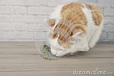 : Cute tabby cat sniffing on dried catnip. Stock Photo