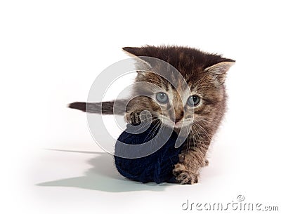Cute tabby kitten with blue yarn Stock Photo