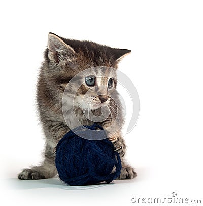 Cute tabby kitten with blue yarn Stock Photo
