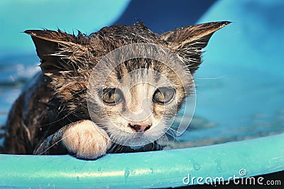 Wet kitten Stock Photo