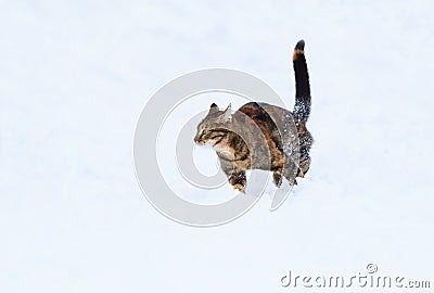 Cute tabby kitten jumping on the snow Stock Photo