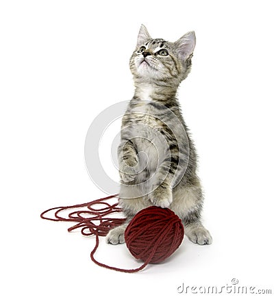 Cute tabby kitten with red ball of yarn Stock Photo