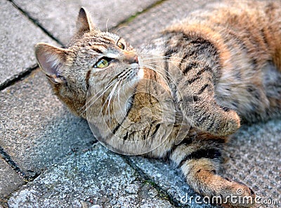 Cute tabby kitten resting on the pavement Stock Photo