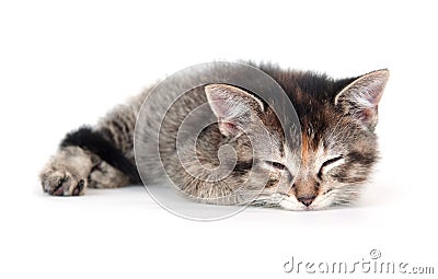 Cute tabby kitten sleeping Stock Photo