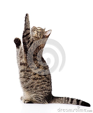 Cute tabby kitten standing on hind legs and leaping. isolated Stock Photo