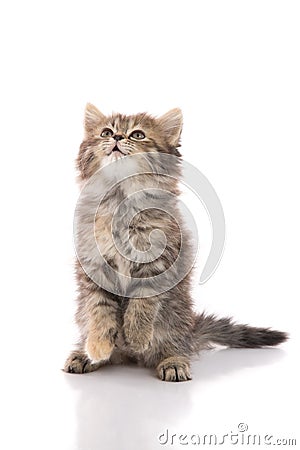 Cute tabby kitten standing with hind legs and licking lips Stock Photo