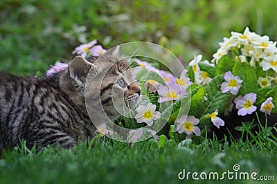 Cute tabby kitten surrounded by flowers Stock Photo