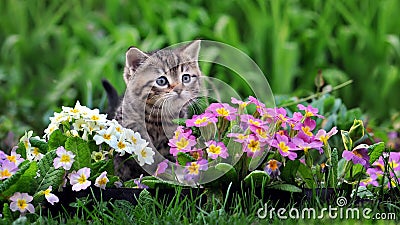 Cute tabby kitten surrounded by flowers Stock Photo