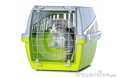 Cute tabby kitten in a transport box Stock Photo