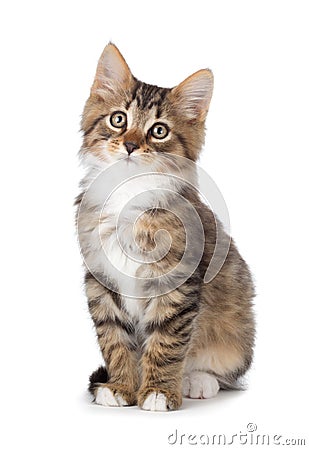 Cute tabby kitten on a white background. Stock Photo