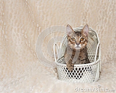 Cute Tabby Kitten in White basket Stock Photo