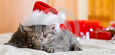 Cute tabby kittens sleeping together in christmas hat. Santa Claus hat on pretty Baby cat. Christmas cats. Kids animal concept. Stock Photo